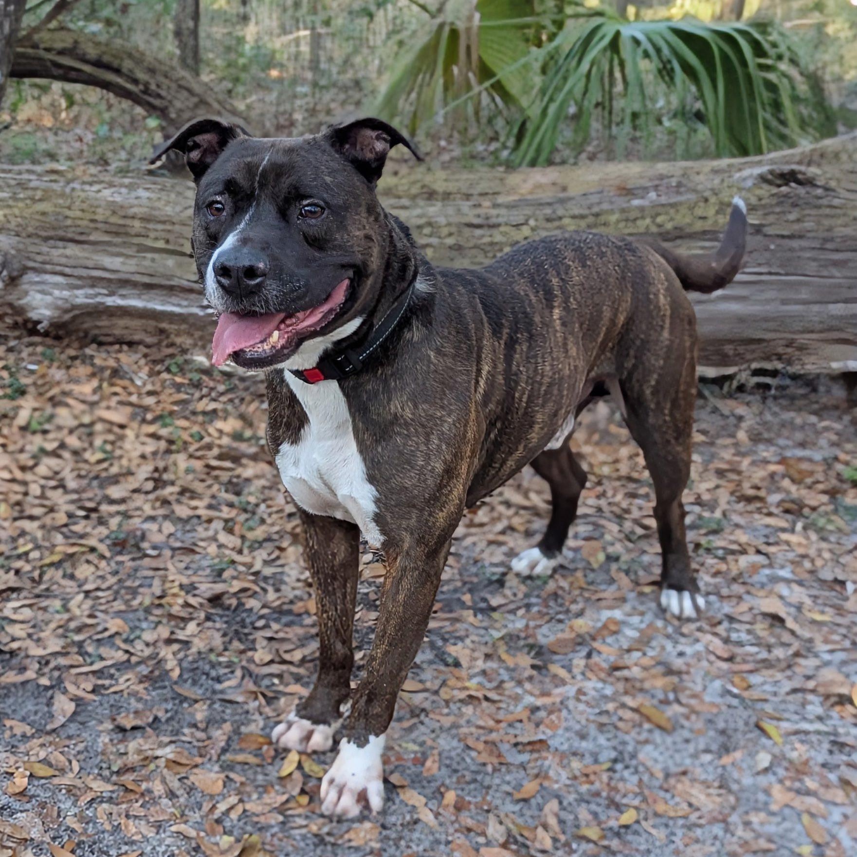 Enlarge Atie, a ADOPTABLE mixed breed in Inverness, FL image 2/4