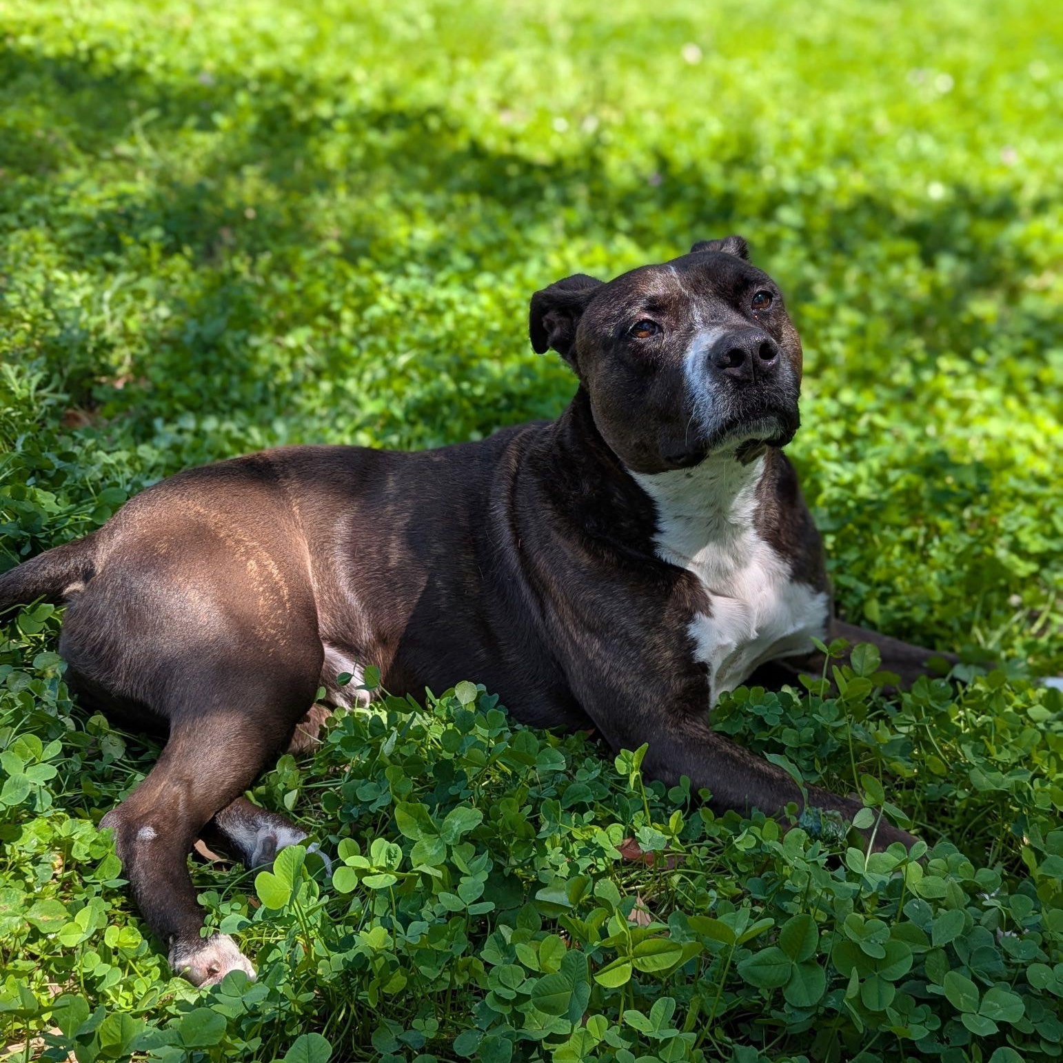 Enlarge Atie, a ADOPTABLE mixed breed in Inverness, FL image 3/4
