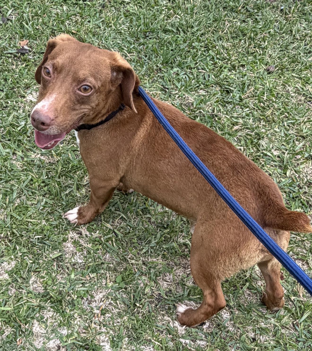 Bo, a ADOPTABLE mixed breed in Westerly, RI image 1/4