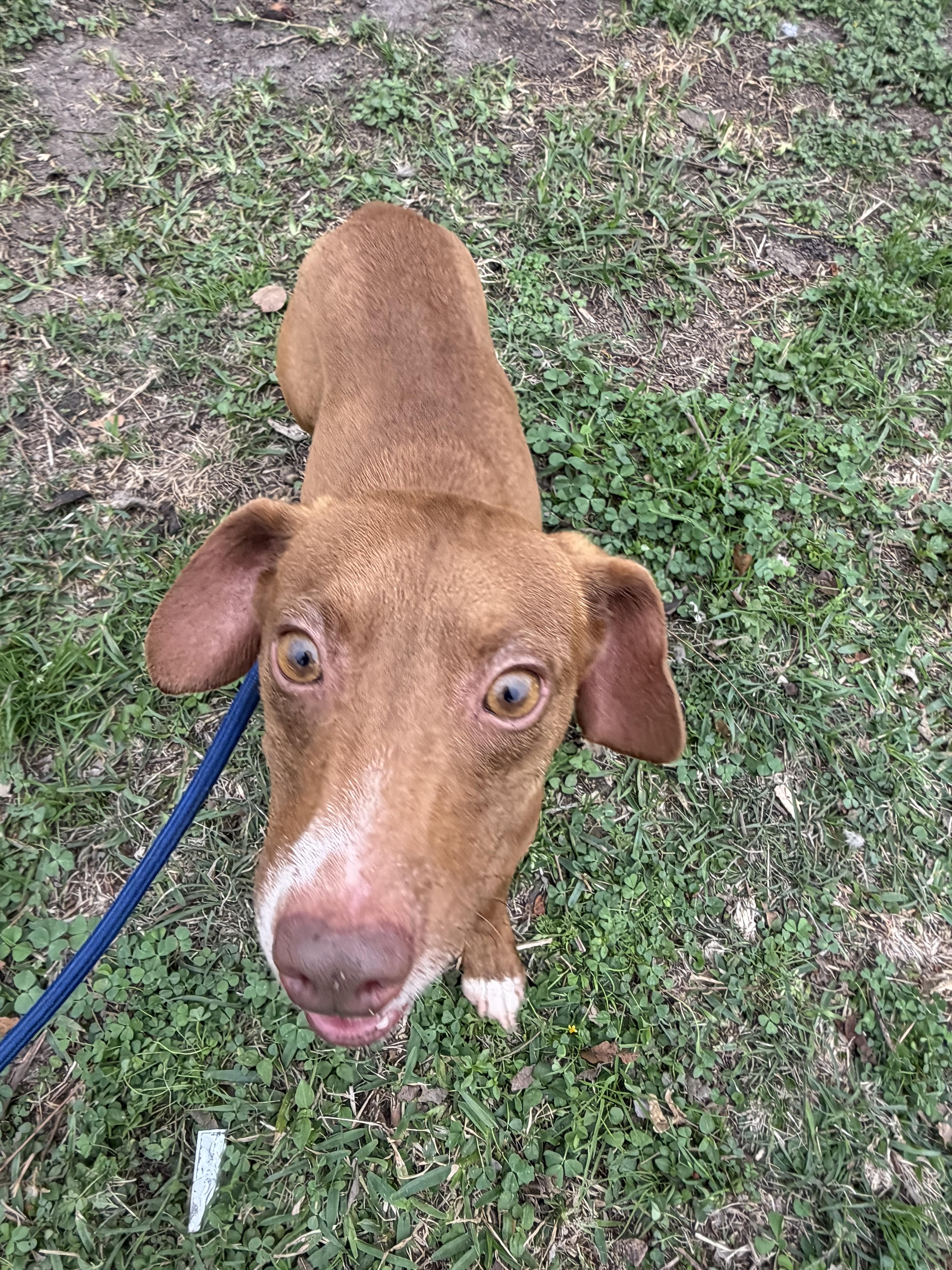Bo, a ADOPTABLE mixed breed in Westerly, RI image 3/4