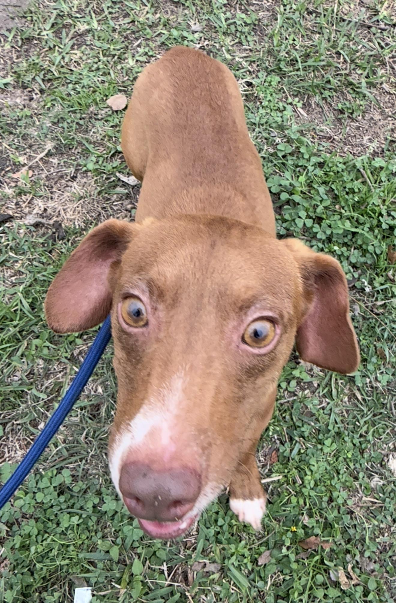 Bo, a ADOPTABLE mixed breed in Westerly, RI image 4/4