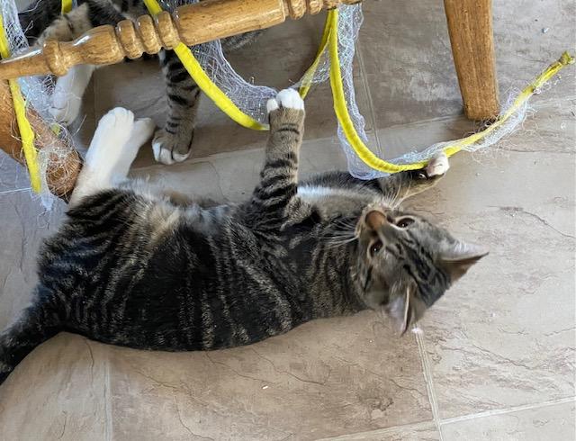Enlarge Dora the Explorer, a Adoptable Domestic Short Hair in Fort Worth, TX image 3/5
