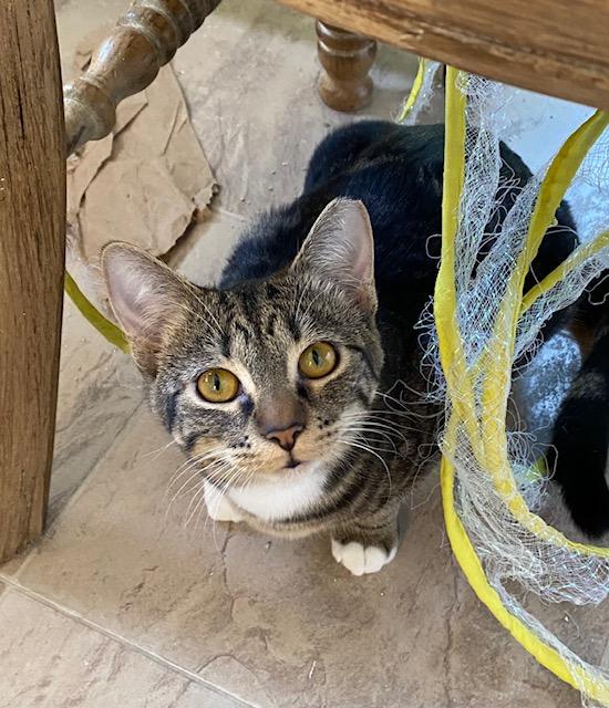 Enlarge Dora the Explorer, a Adoptable Domestic Short Hair in Fort Worth, TX image 4/5