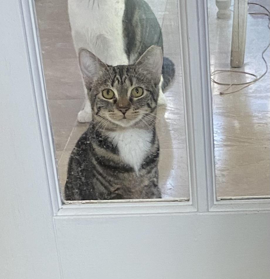 Enlarge Dora the Explorer, a Adoptable Domestic Short Hair in Fort Worth, TX image 1/5