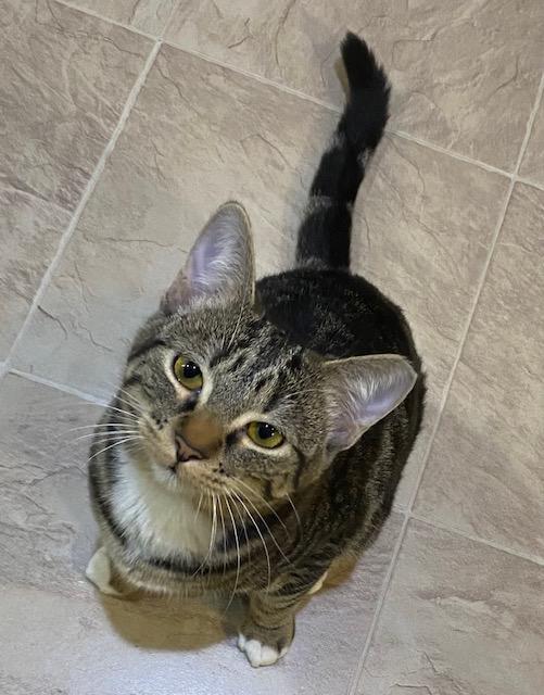Dora the Explorer, Baby Female Domestic Short Hair