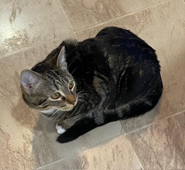 Enlarge Dora the Explorer, a Adoptable Domestic Short Hair in Fort Worth, TX image 5/5