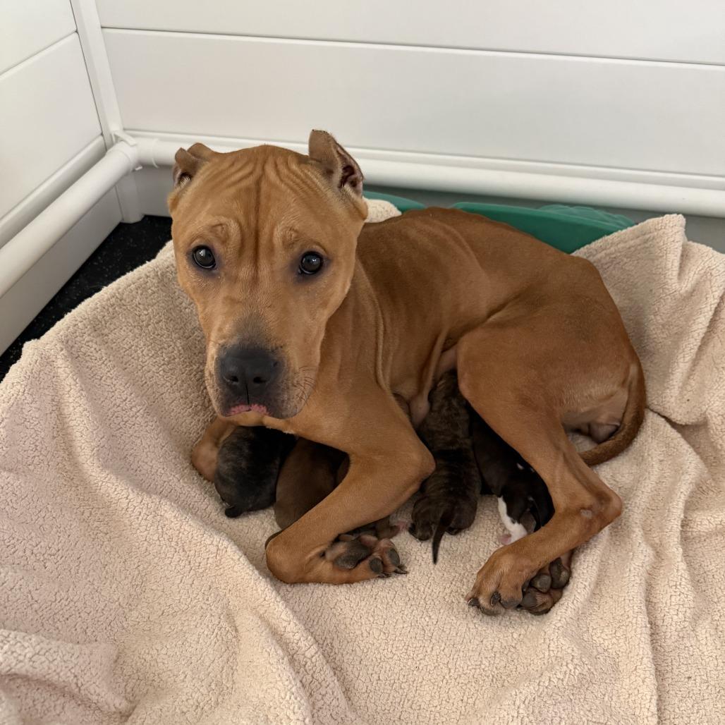 Ophelia, Adoptable, Adult Female Pit Bull Terrier.