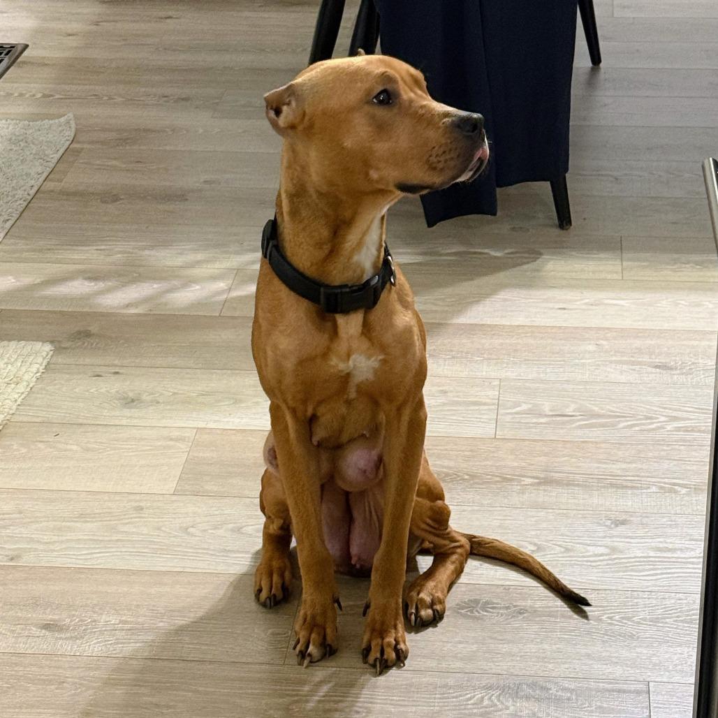 Ophelia, a Adoptable Pit Bull Terrier in Madison, WI image 6/6