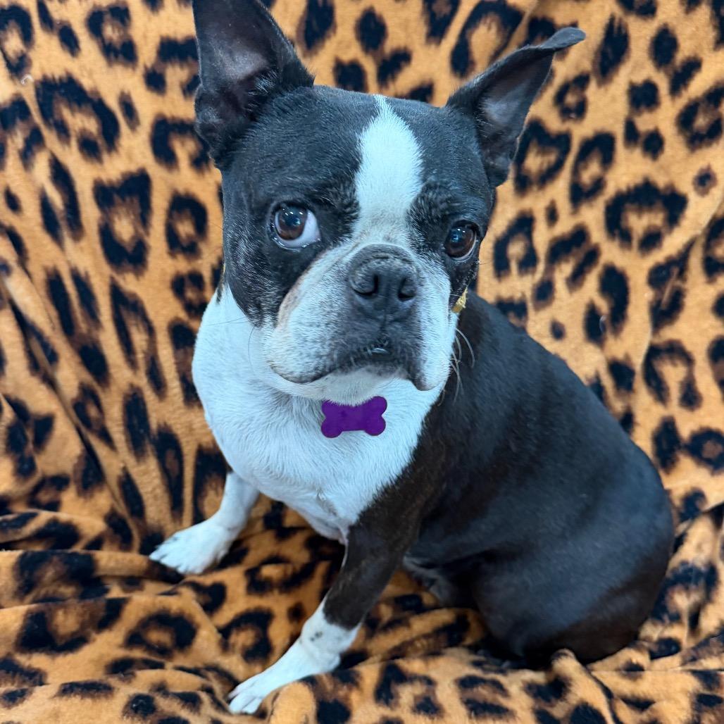 Mindy 2, a Adoptable Boston Terrier in Phoenix, AZ image 1/2