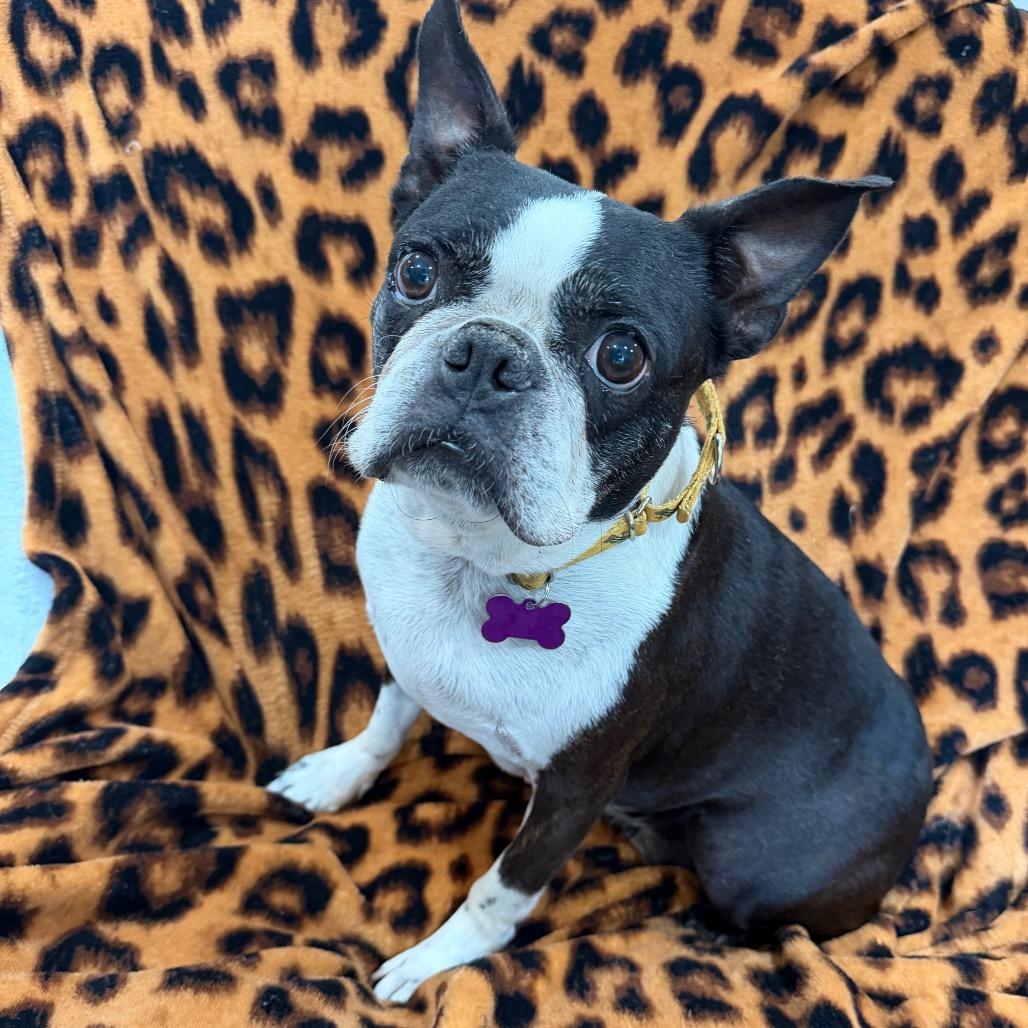 Mindy 2, a Adoptable Boston Terrier in Phoenix, AZ image 2/2