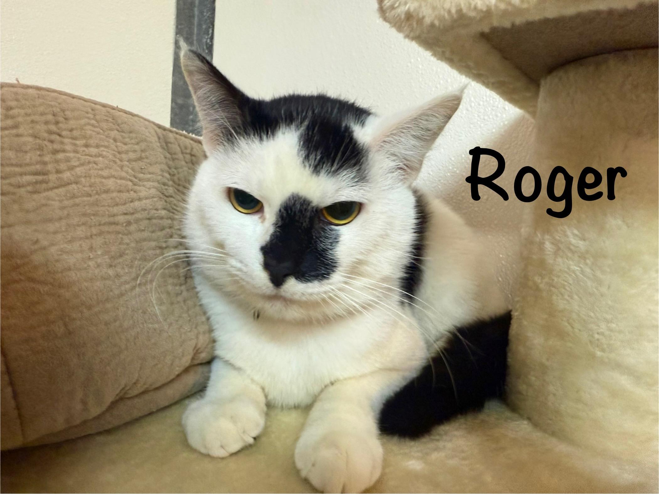 Enlarge Roger, a ADOPTABLE Domestic Short Hair in Crescent City, CA image 1/3