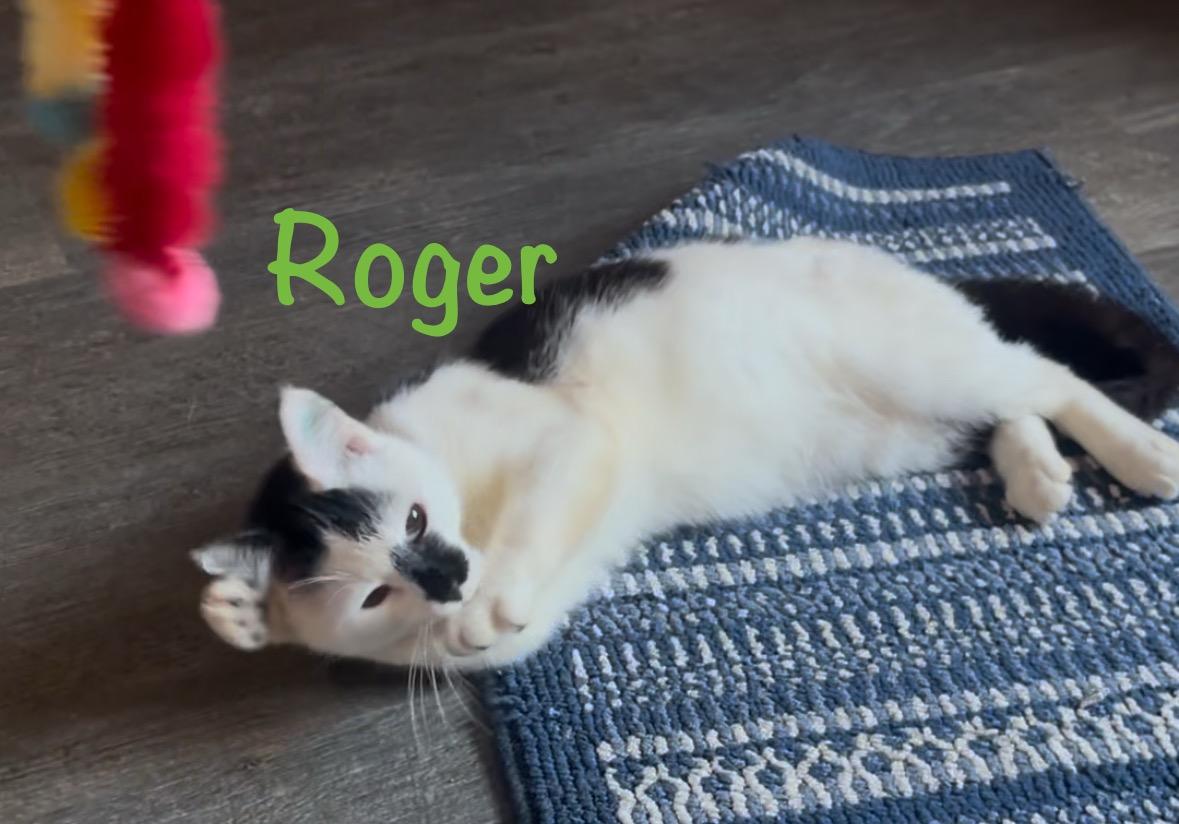Enlarge Roger, a ADOPTABLE Domestic Short Hair in Crescent City, CA image 2/3