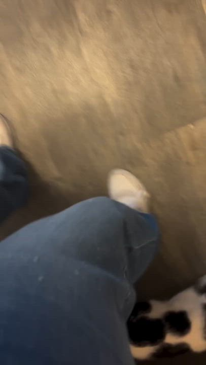 Enlarge Roger, a ADOPTABLE Domestic Short Hair in Crescent City, CA video 3/3