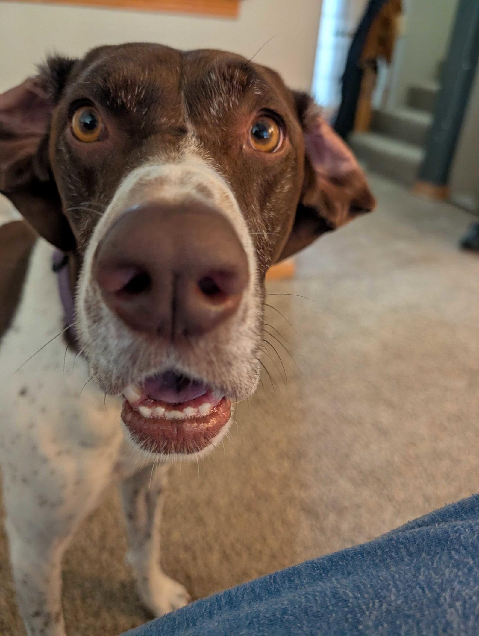 Lexie, Adopted, Adult Female German Shorthaired Pointer.