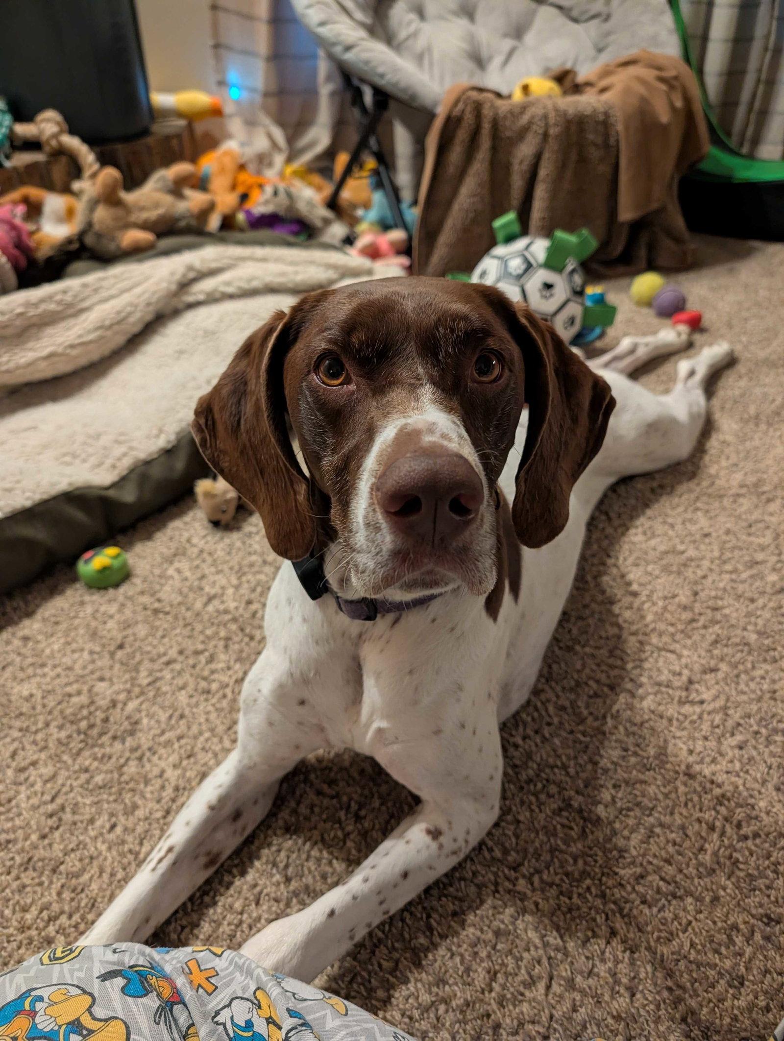 Lexie, a Adopted German Shorthaired Pointer in Omaha, NE image 2/3