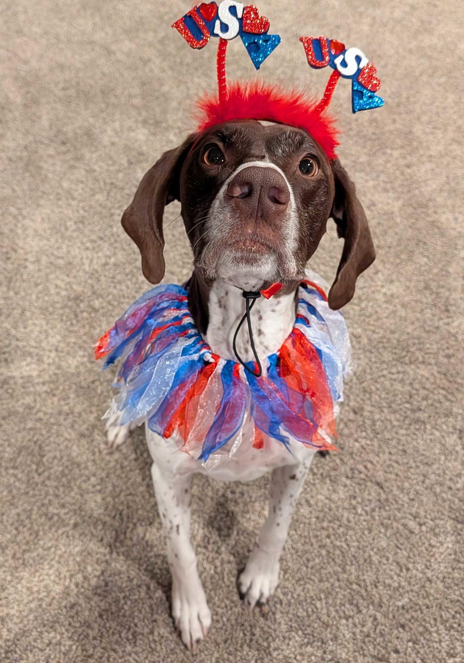 Lexie, a Adopted German Shorthaired Pointer in Omaha, NE image 3/3