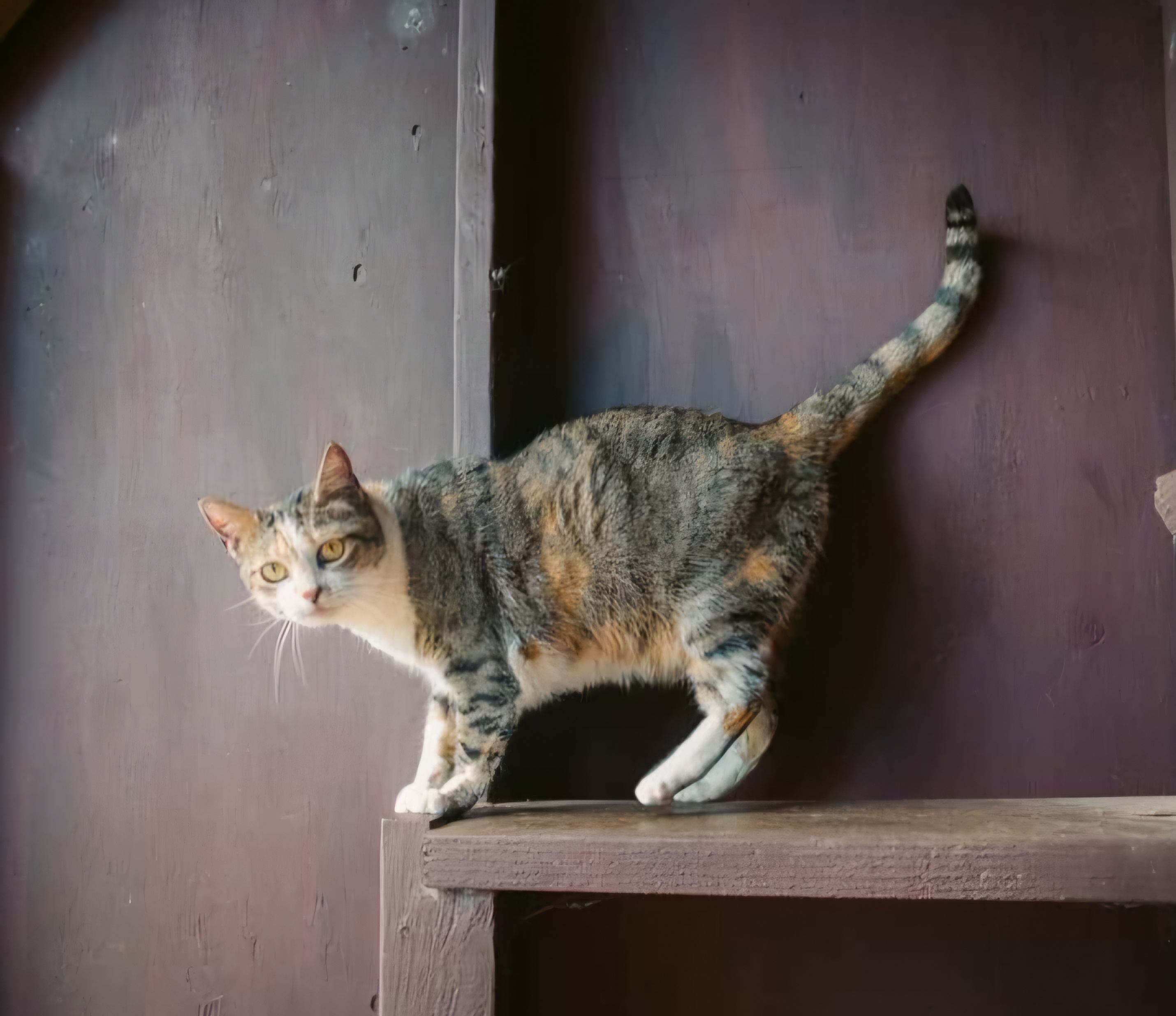 Cleo