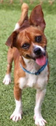 Wesley, Adoptable, Adult Male Chihuahua & Feist.