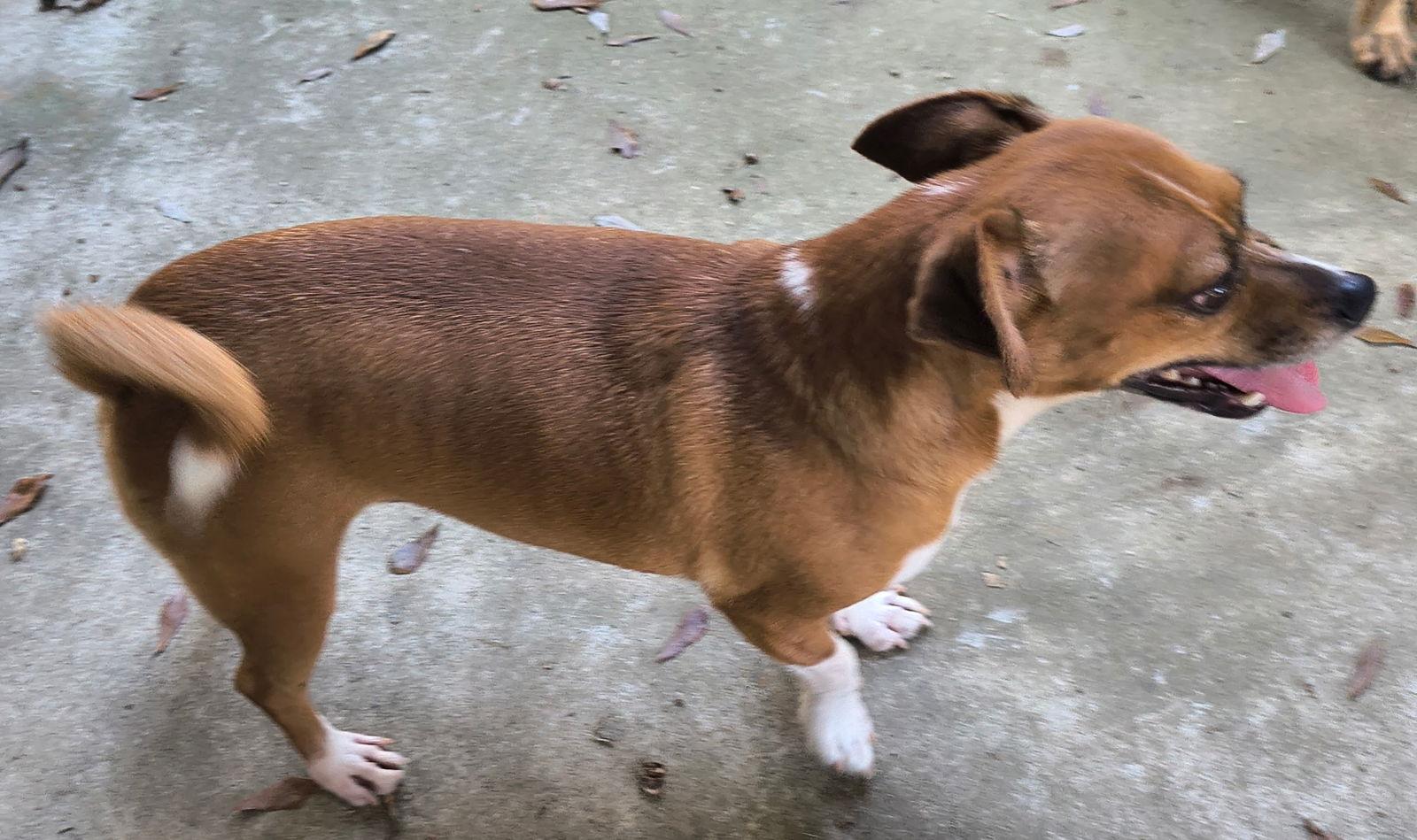 Enlarge Wesley, a Adoptable mixed breed in Baileyton, AL image 2/3