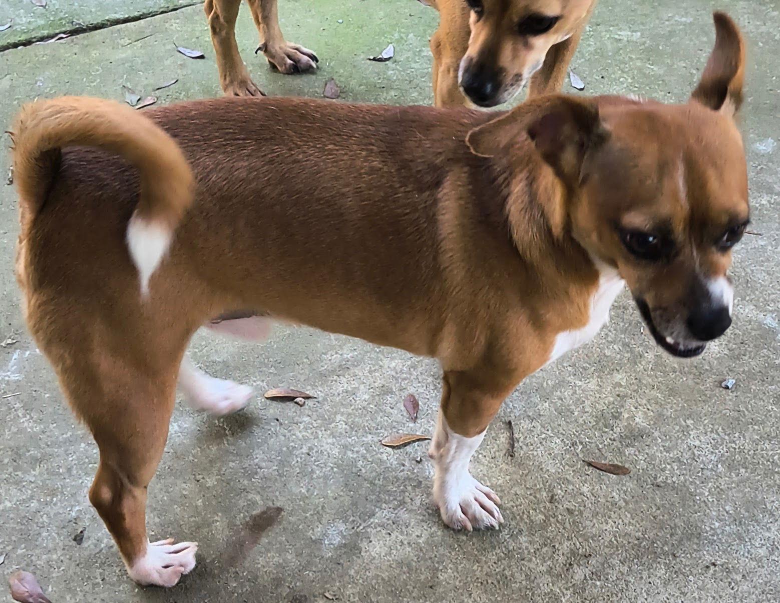 Enlarge Wesley, a Adoptable mixed breed in Baileyton, AL image 3/3