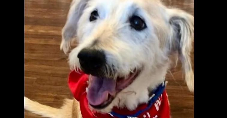 Coop, Adoptable, Adult Male Terrier.