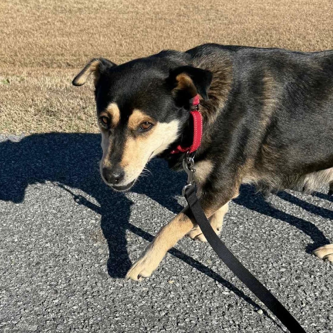 Enlarge Maisie, a ADOPTABLE mixed breed in Ayden, NC image 4/4