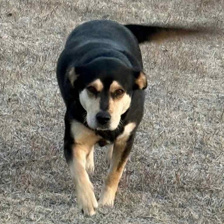 Enlarge Maisie, a ADOPTABLE mixed breed in Ayden, NC image 3/4