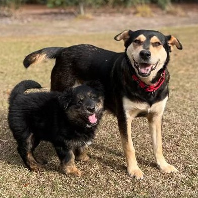 Enlarge Maisie, a ADOPTABLE mixed breed in Ayden, NC image 2/4
