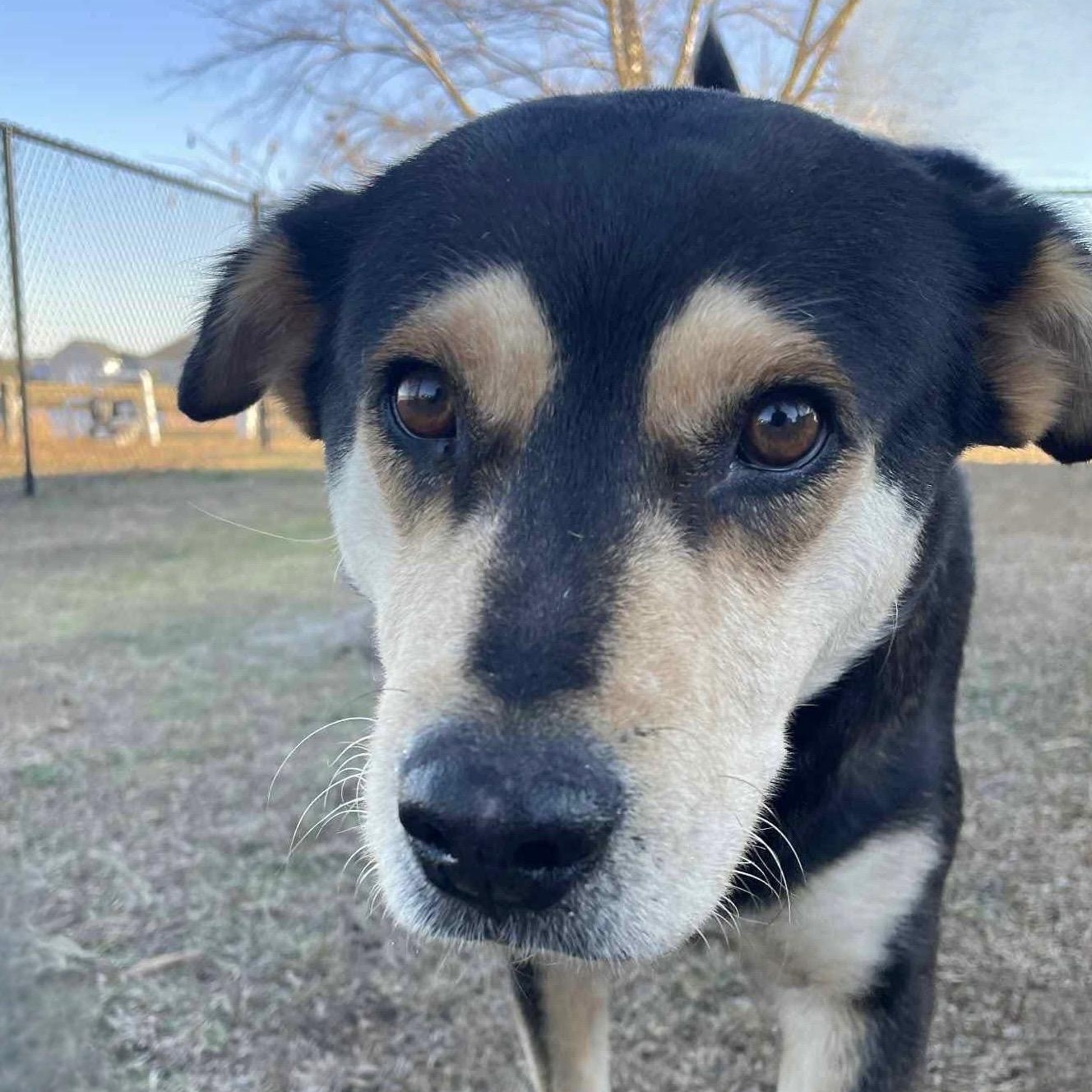 Maisie, ADOPTABLE, Adult Female Shepherd.