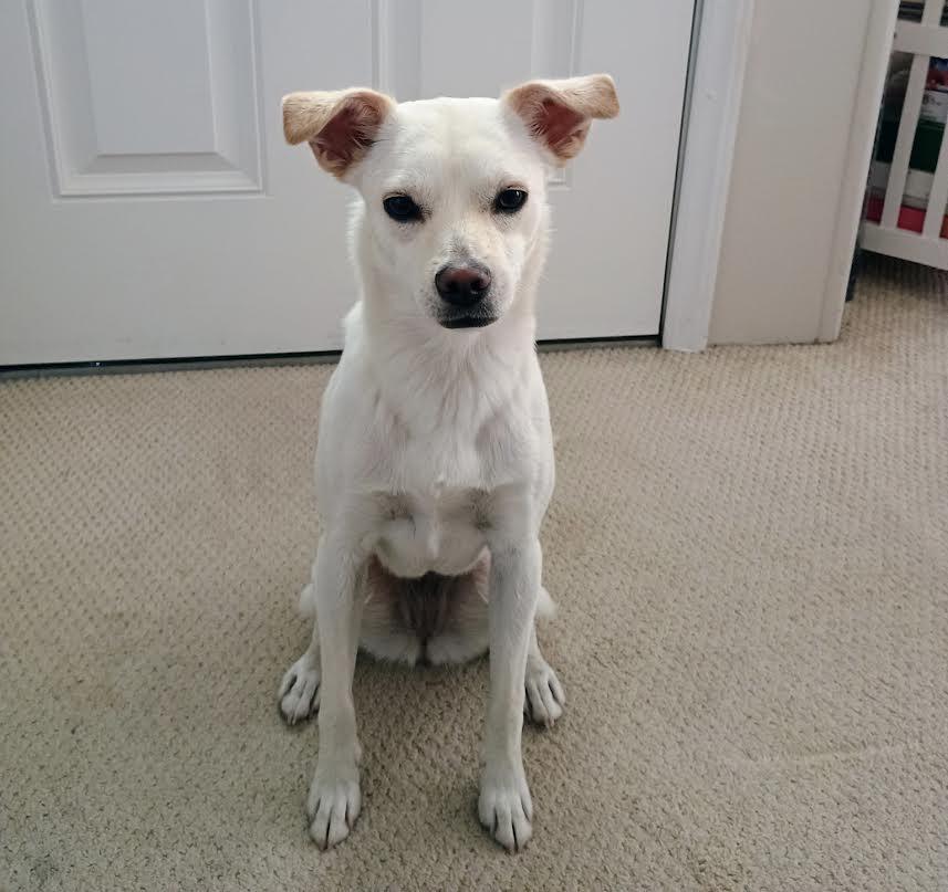 Keeba, a Adoptable mixed breed in Las Vegas, NV image 1/4