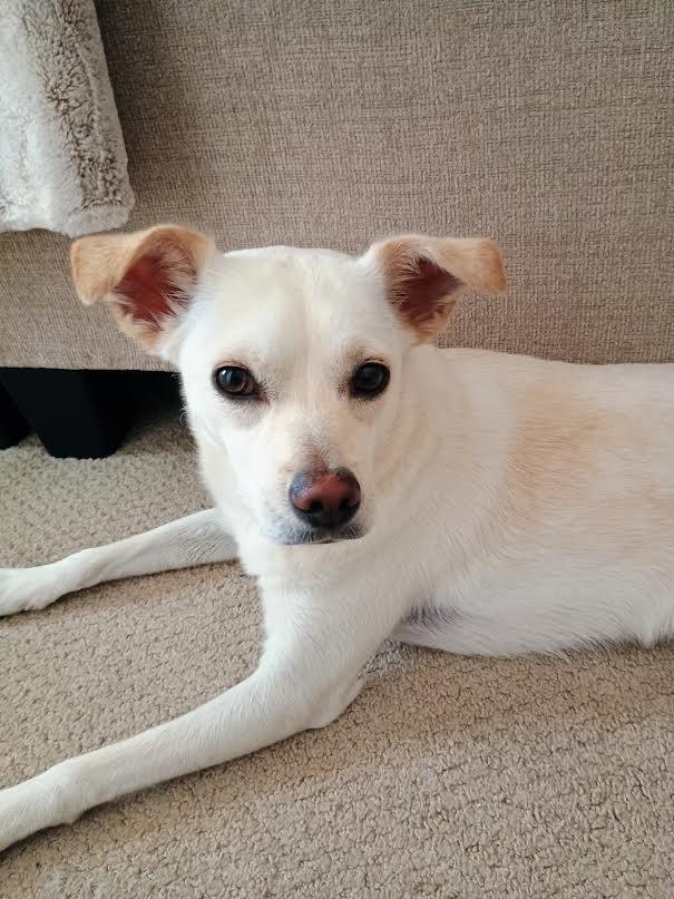 Keeba, a Adoptable mixed breed in Las Vegas, NV image 3/4