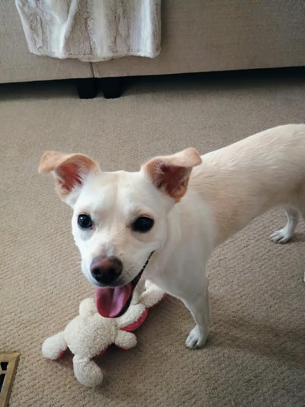 Keeba, a Adoptable mixed breed in Las Vegas, NV image 4/4