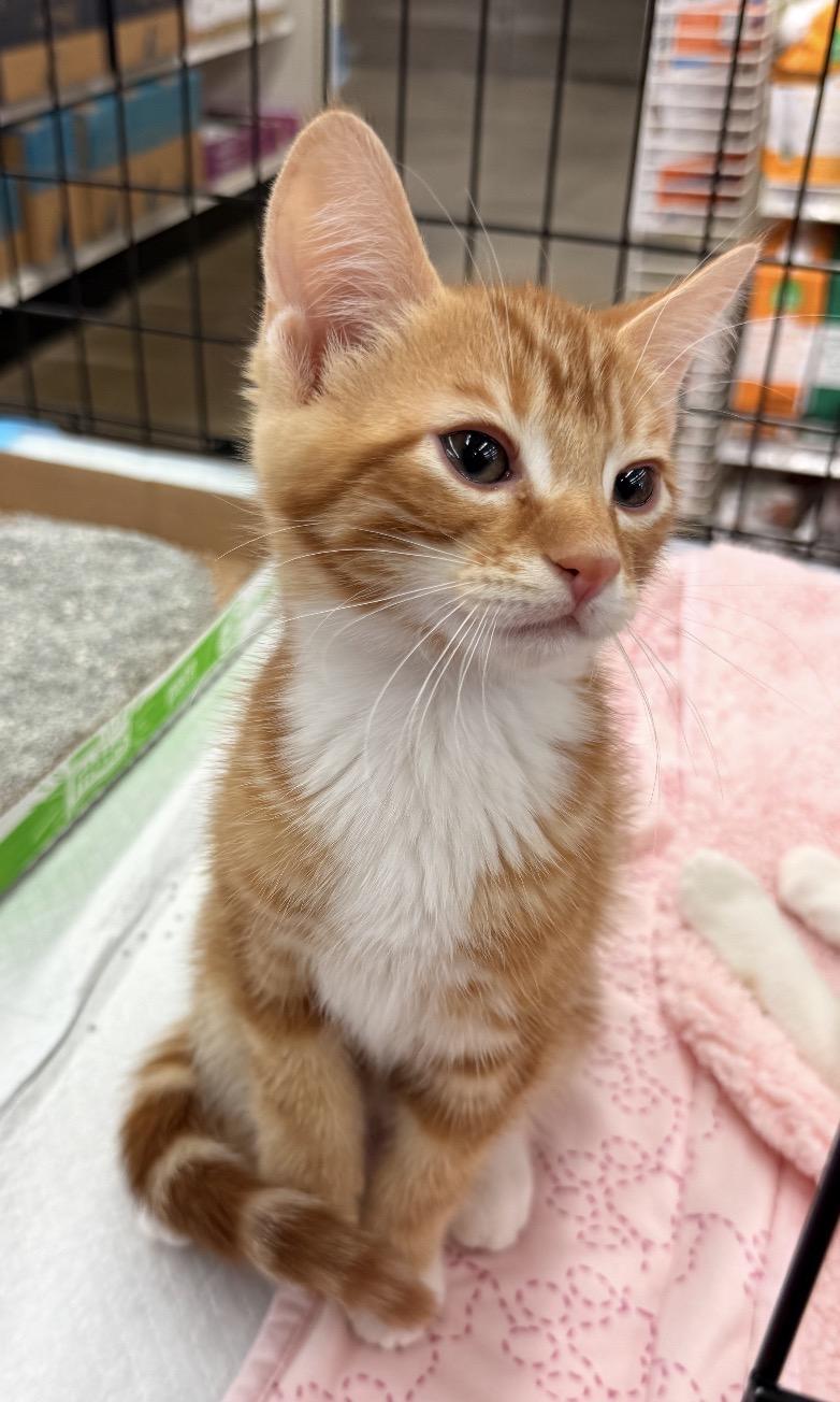 Rodriguez, an adopted Tabby in Oakley, CA image 1/2