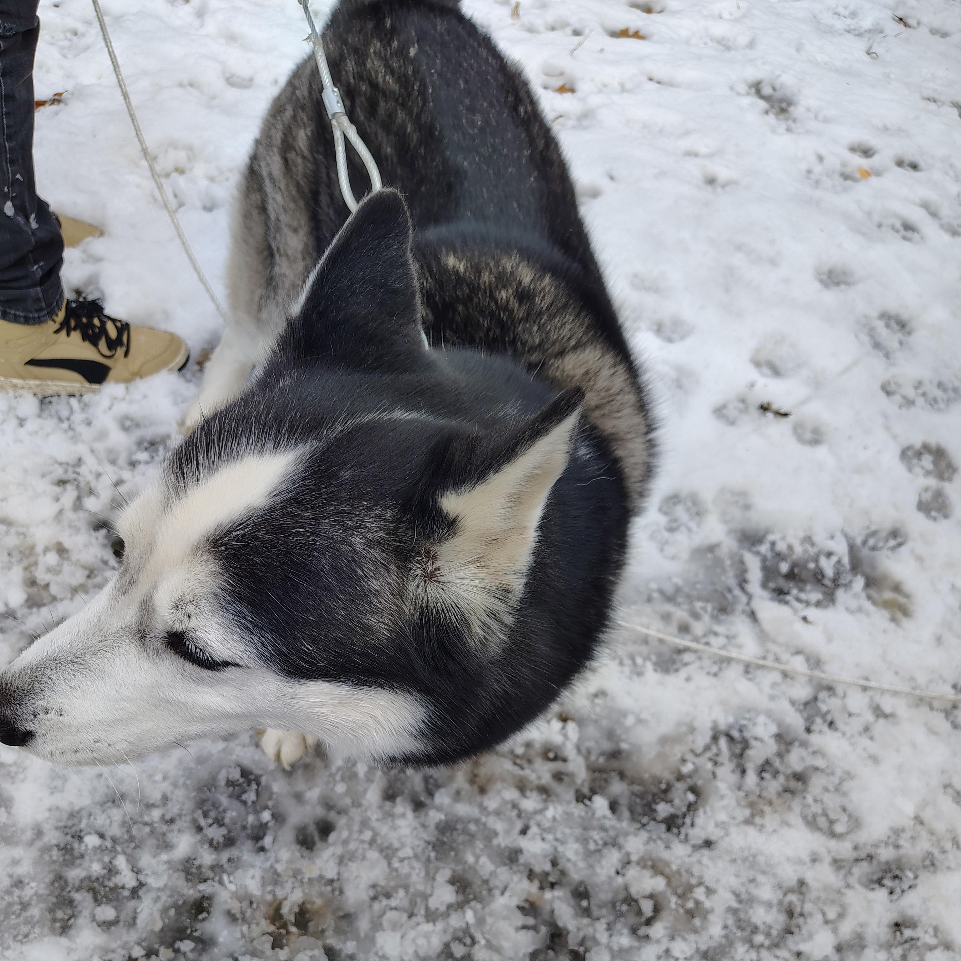 Enlarge Bruno Courtesy Listing, a ADOPTABLE Husky in Midland, MI image 2/2