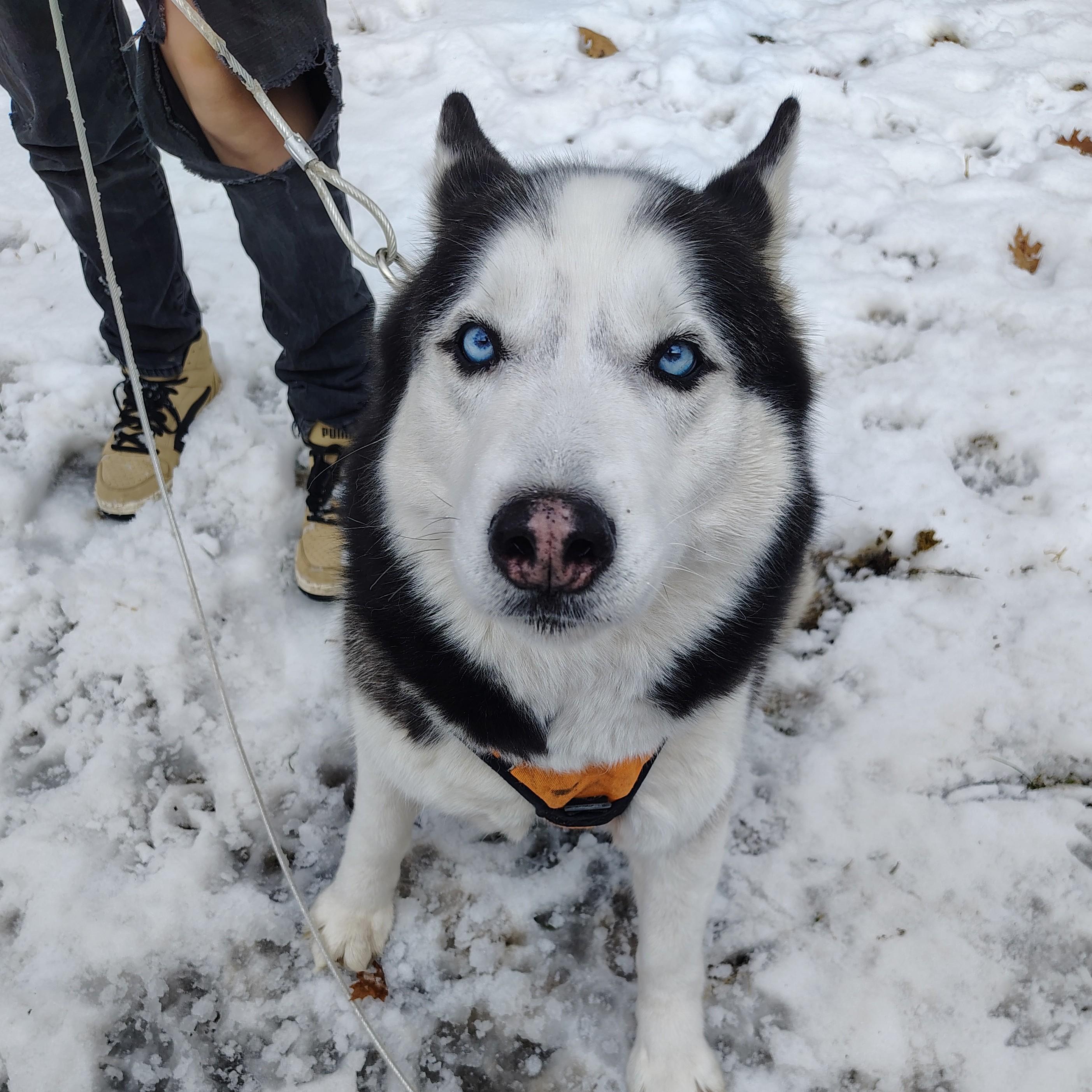 Bruno Courtesy Listing, ADOPTABLE, Adult Male Husky.