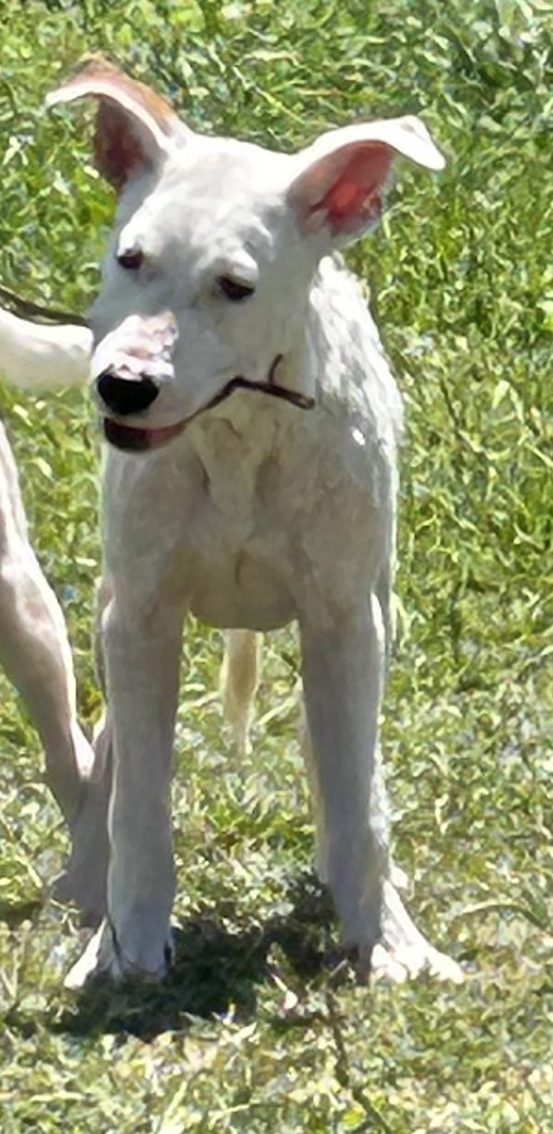 Enlarge Andi, a ADOPTABLE mixed breed in Cross Roads, TX image 3/5