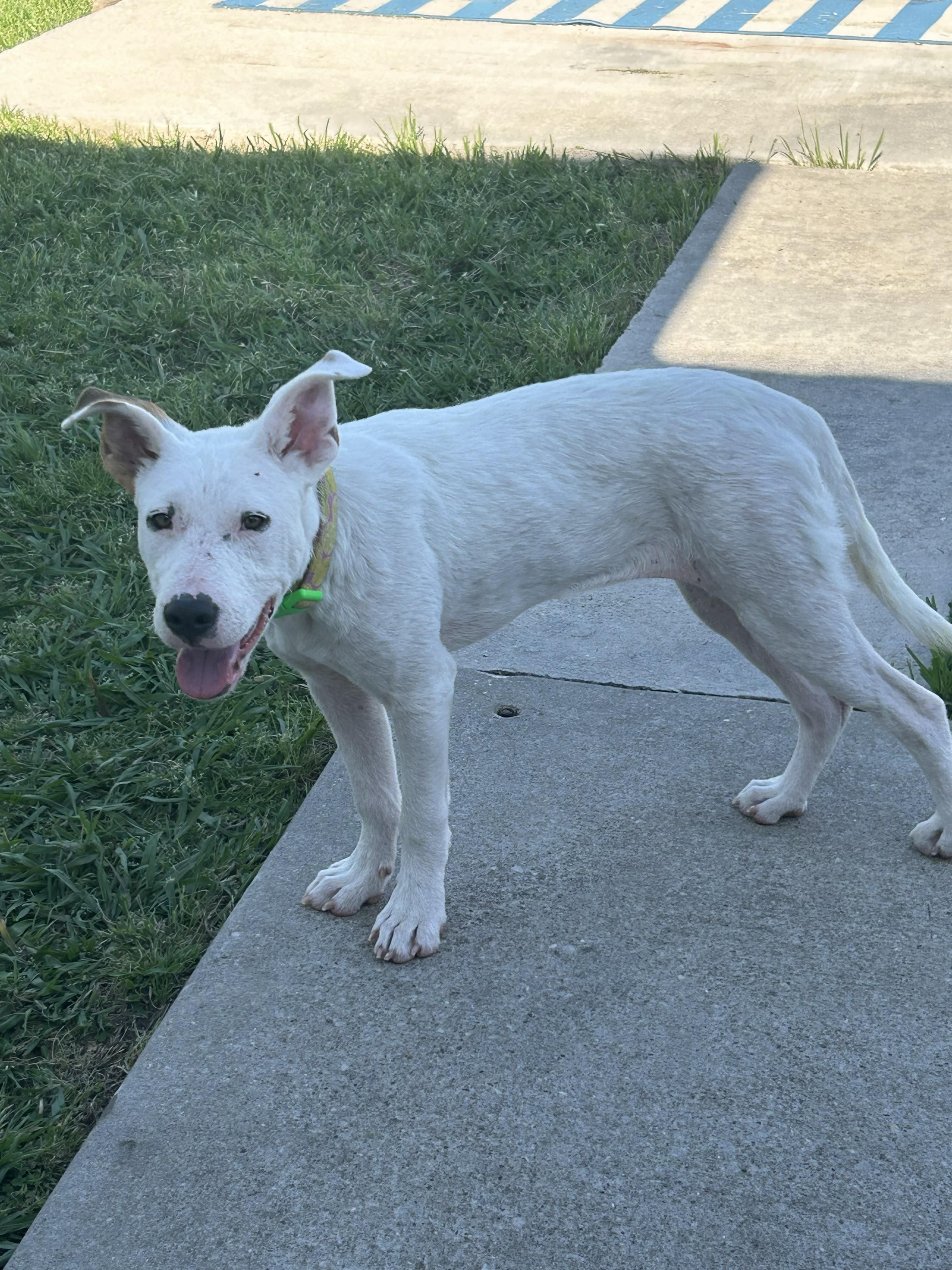 Enlarge Andi, a ADOPTABLE mixed breed in Cross Roads, TX image 2/5