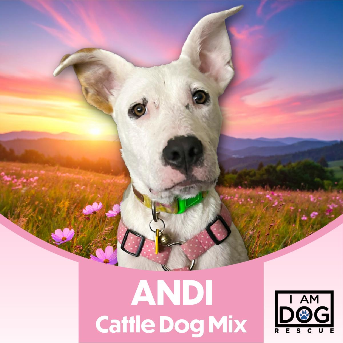 Enlarge Andi, a ADOPTABLE mixed breed in Cross Roads, TX image 1/5