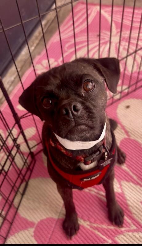 Puma, Adoptable, Adult Male Pug & Mixed Breed.