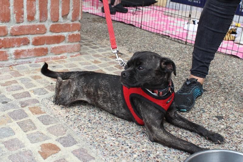 Puma, a Adoptable mixed breed in Valley Village, CA image 1/6