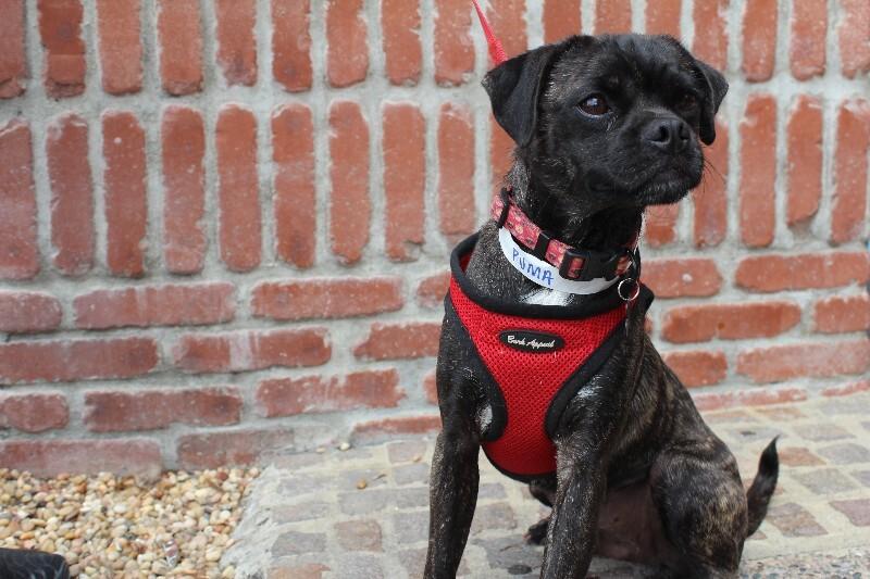 Puma, a Adoptable mixed breed in Valley Village, CA image 2/6