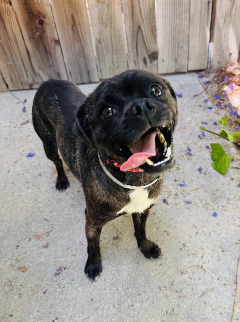 Puma, Adoptable, Adult Male Pug & Mixed Breed.