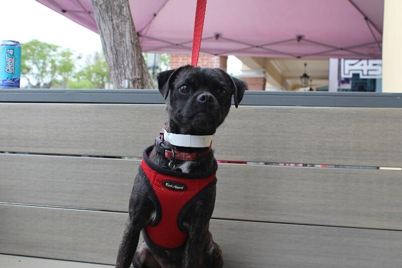 Puma, a Adoptable mixed breed in Valley Village, CA image 3/6