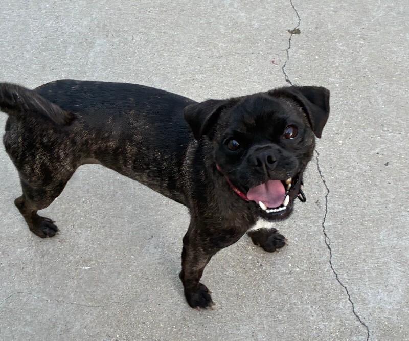 Enlarge Puma, a Adoptable mixed breed in Valley Village, CA image 3/5
