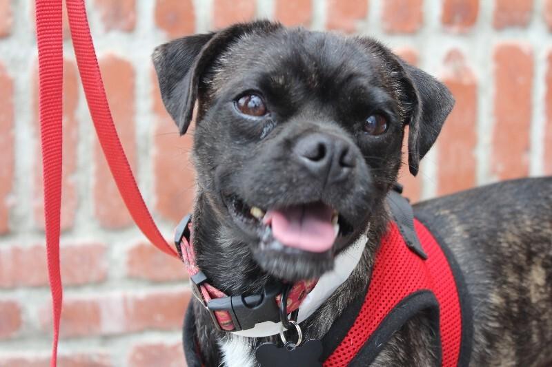 Puma, a Adoptable mixed breed in Valley Village, CA image 5/6