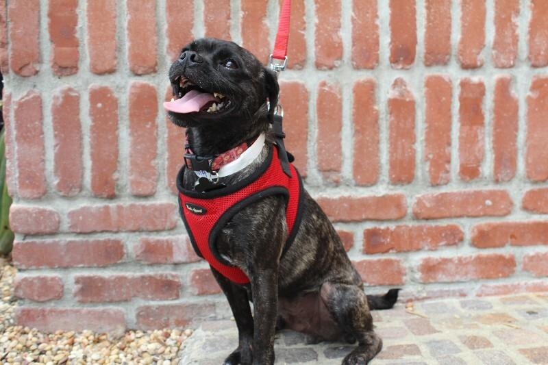 Puma, a Adoptable mixed breed in Valley Village, CA image 6/6