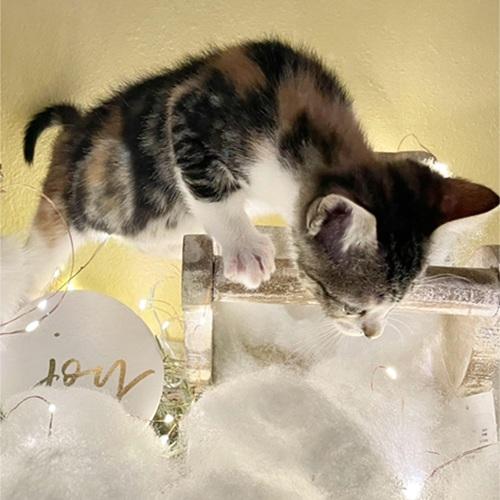 Enlarge Neko, a ADOPTABLE Domestic Medium Hair in Denver, CO image 1/3