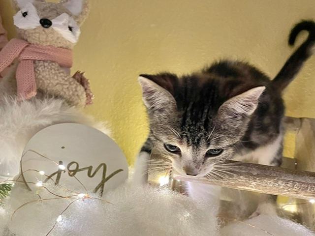 Enlarge Neko, a ADOPTABLE Domestic Medium Hair in Denver, CO image 2/3