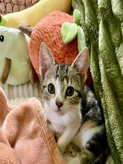 Enlarge Neko, a ADOPTABLE Domestic Medium Hair in Denver, CO image 3/3