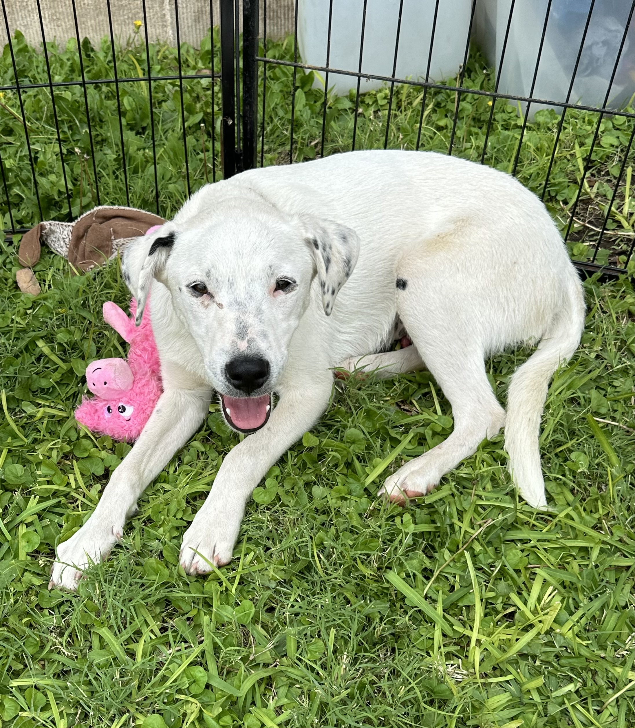 Enlarge Toby Keith, a Adoptable Australian Cattle Dog / Blue Heeler in San Angelo, TX image 1/3